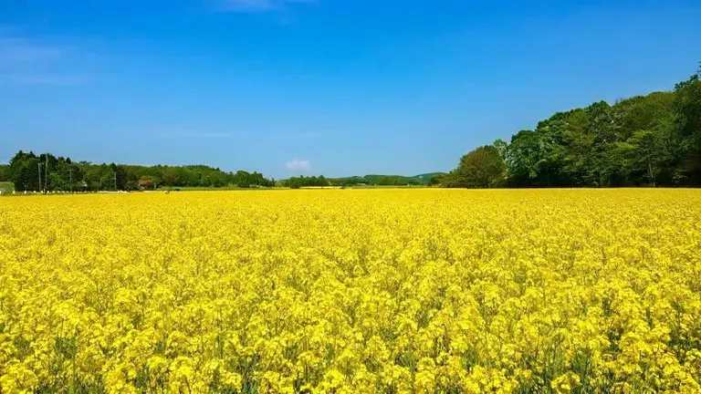 安平町 菜の花