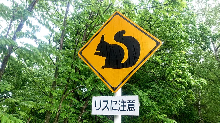 動物警戒標識_リス