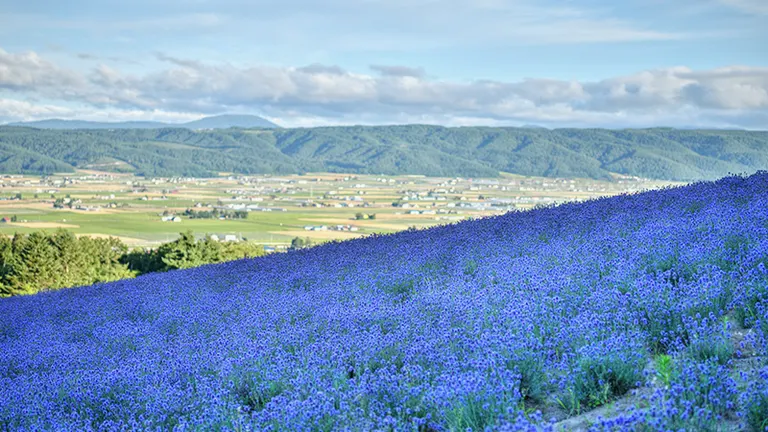 一面の紫色に魅了される！北海道のラベンダーが楽しめるおすすめ観光スポット10選｜Domingo