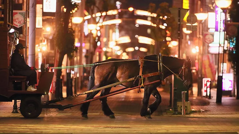 ばん馬がひく馬車に乗り、夜の帯広を眺める。この街だからこそ実現したプログラム『馬車BAR』｜Domingo