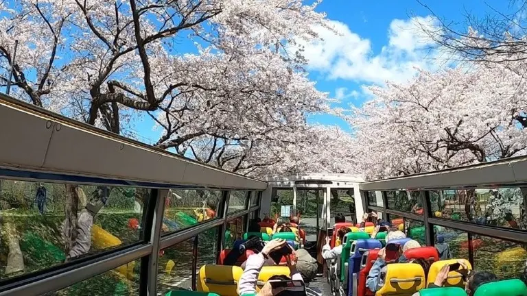 北斗桜回廊桜めぐりバス