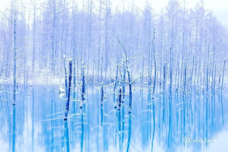 青色の水面が幻想的なスポット「凍結前の淡い色の青い池（美瑛町）」など 【北海道ミライノート （99）】｜Domingo