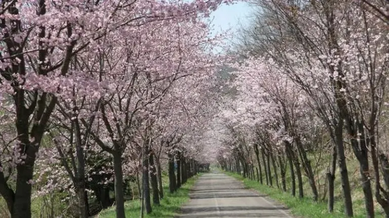 桜並木のサイクリングロード