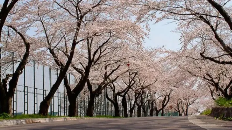 大野川沿いの桜並木