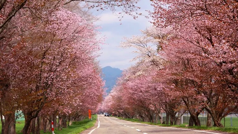 【2024年最新】北海道の花イベント18選 桜や菜の花、つつじ、チューリップが咲き誇る｜Domingo