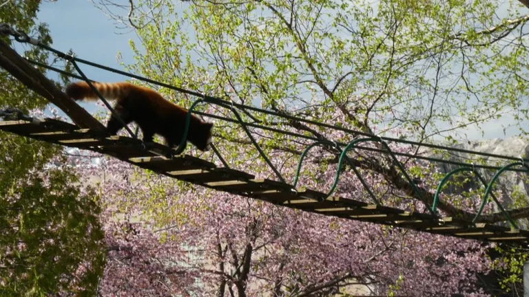 旭山動物園