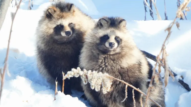 旭山動物園