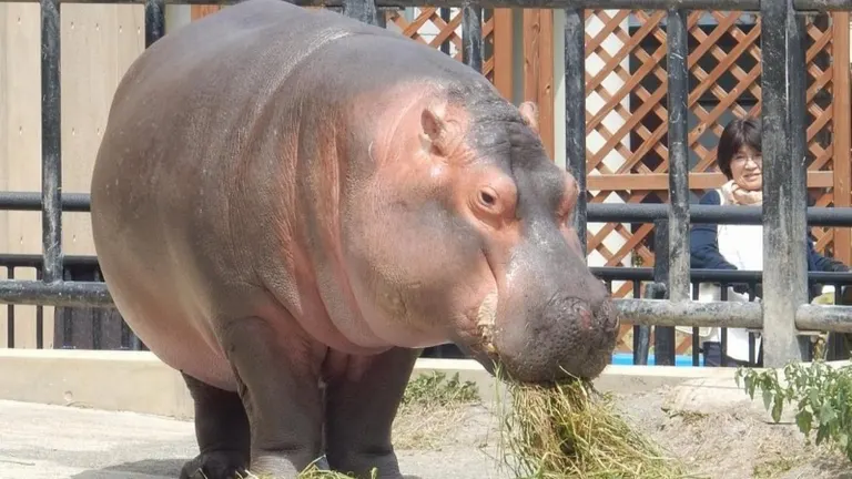 旭山動物園