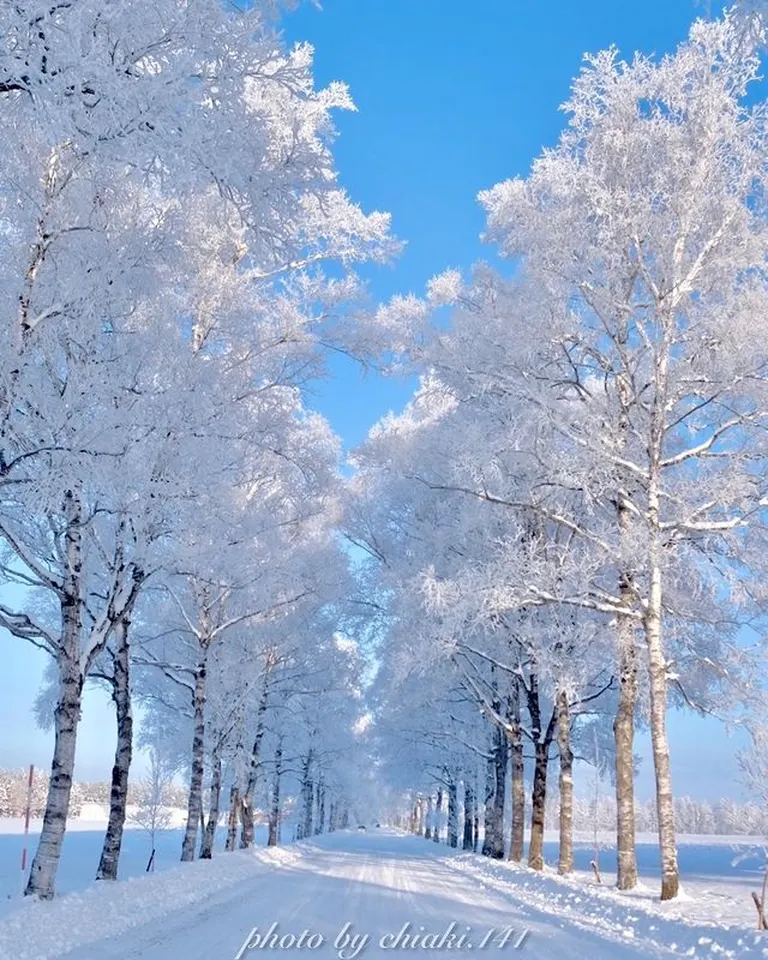 雪の白と空の青のコントラストが美しい「霧氷の白樺並木（音更町）」など 【北海道ミライノート （101）】｜Domingo