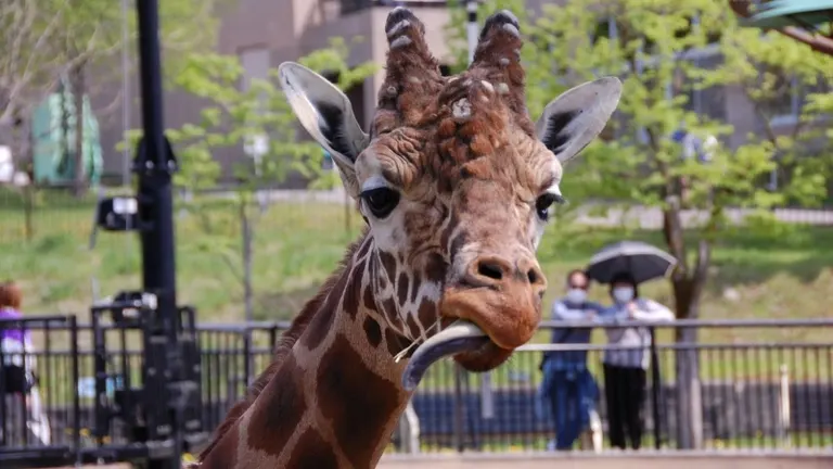 旭山動物園