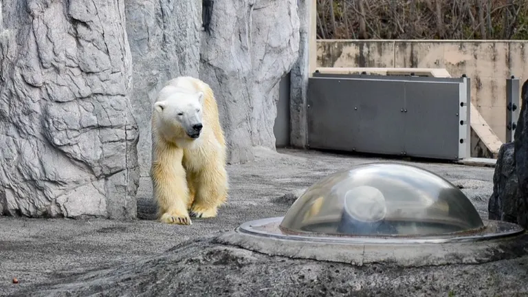 旭山動物園