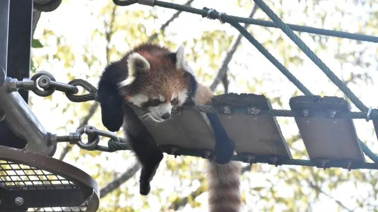 旭山動物園