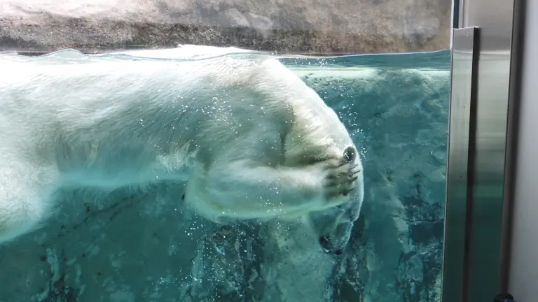 旭山動物園