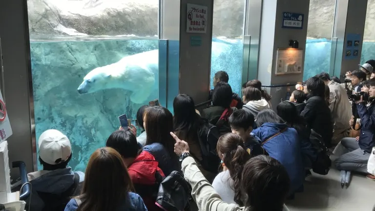 旭山動物園