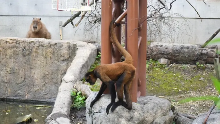 旭山動物園