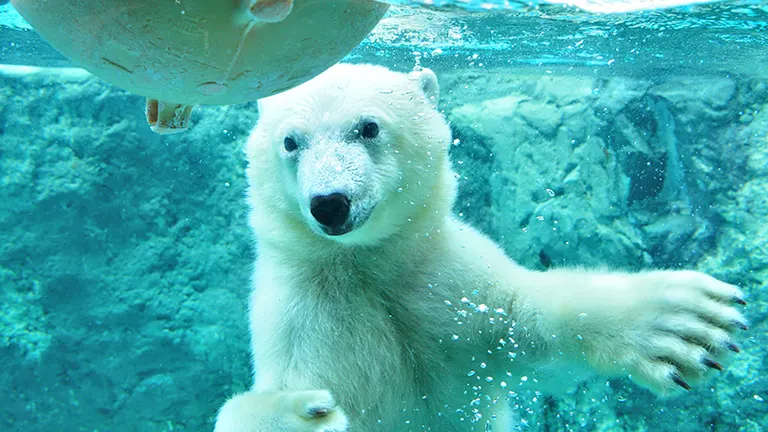 旭山動物園