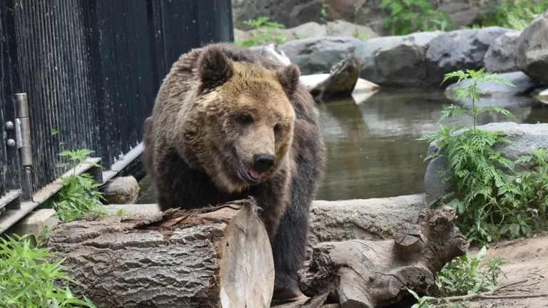 旭山動物園