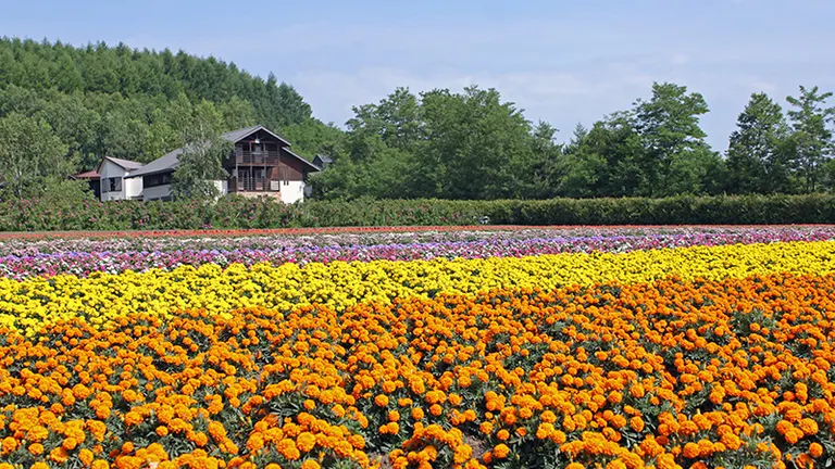 富田农场