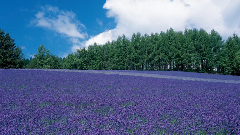 富田農場