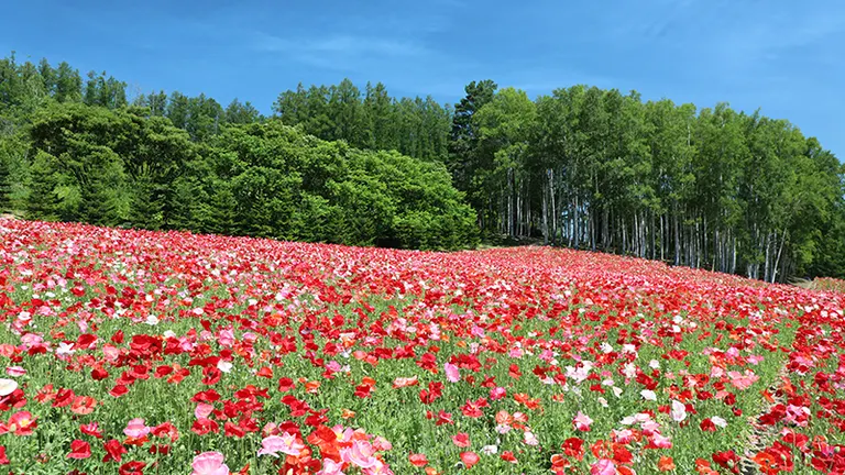 富田农场