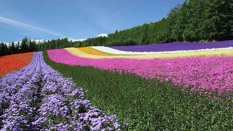 富田农场