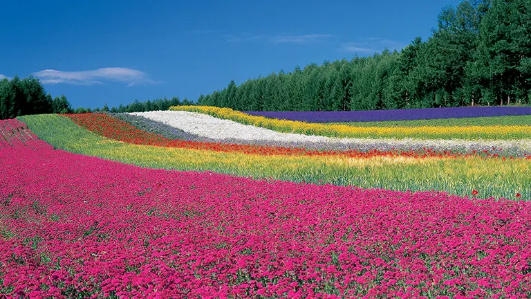 富田農場