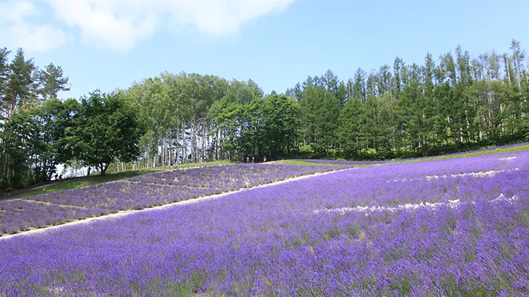 富田农场