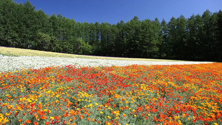 富田农场