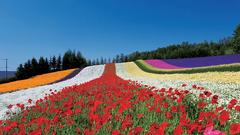 富田農場