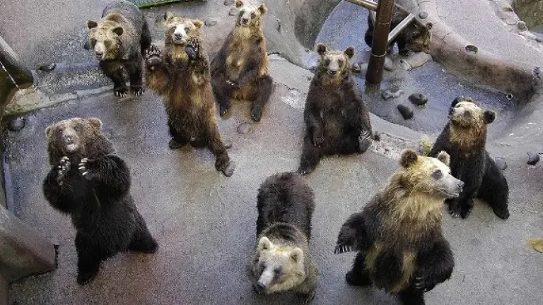 のぼりべつクマ牧場