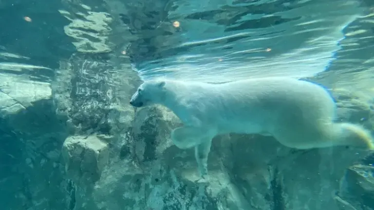 旭山動物園