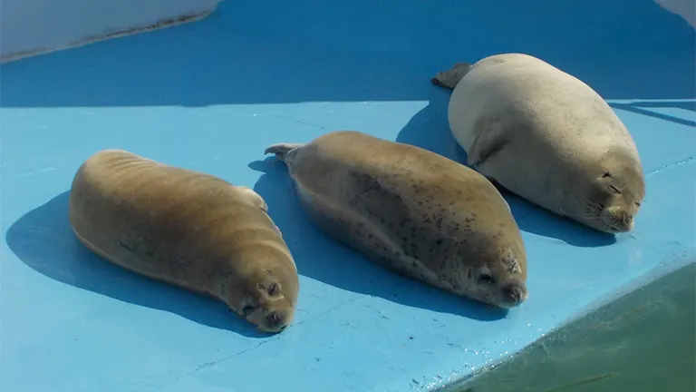 室蘭民報みんなの水族館