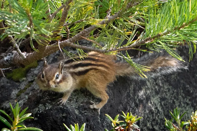 シマリス