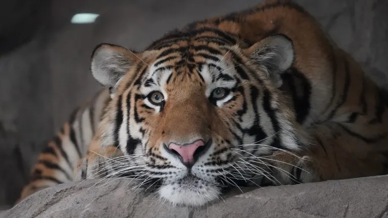 圓山動物園