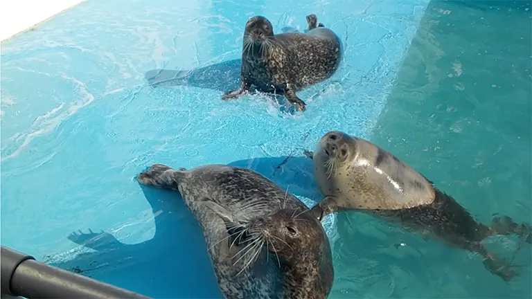 室蘭民浦大家水族館