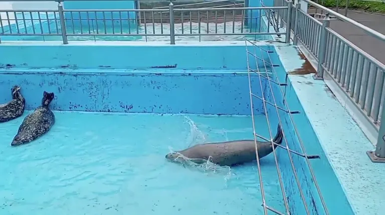 室蘭民浦大家水族館