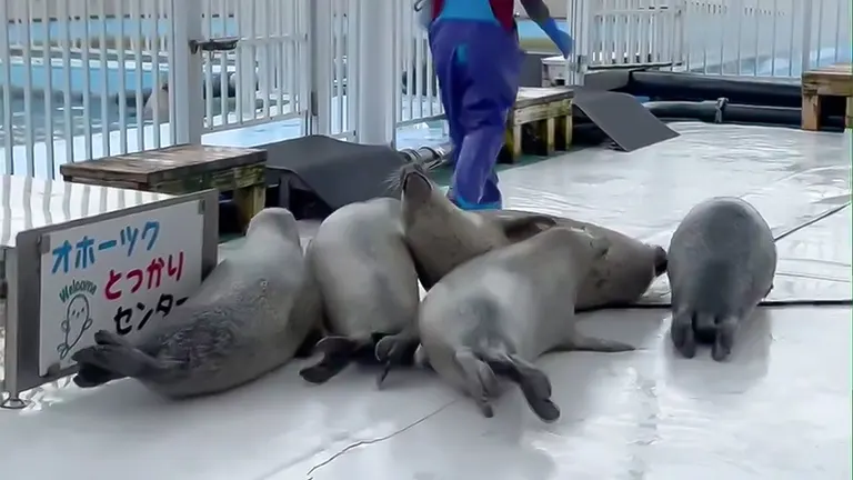 「永遠に見てられる」もみくちゃにされる姿がカワイイ！北海道の癒しアザラシ動画に2万いいね「天国かと思った」｜Domingo