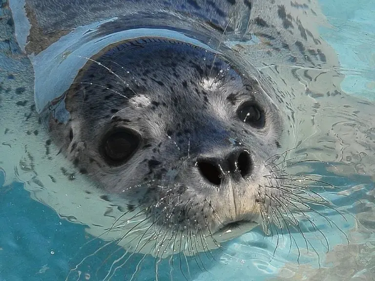 海獣公園