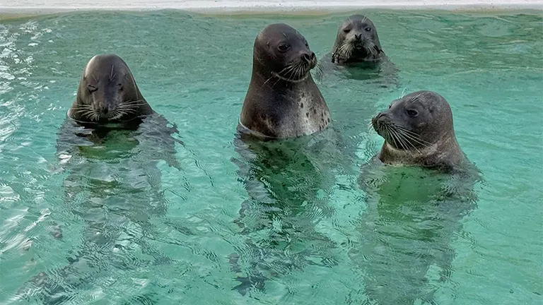 Standing up in the pool! The "standing seal" at Otaru Aquarium has become a topic of conversation: "Maybe he was a human in a previous life...".｜Domingo