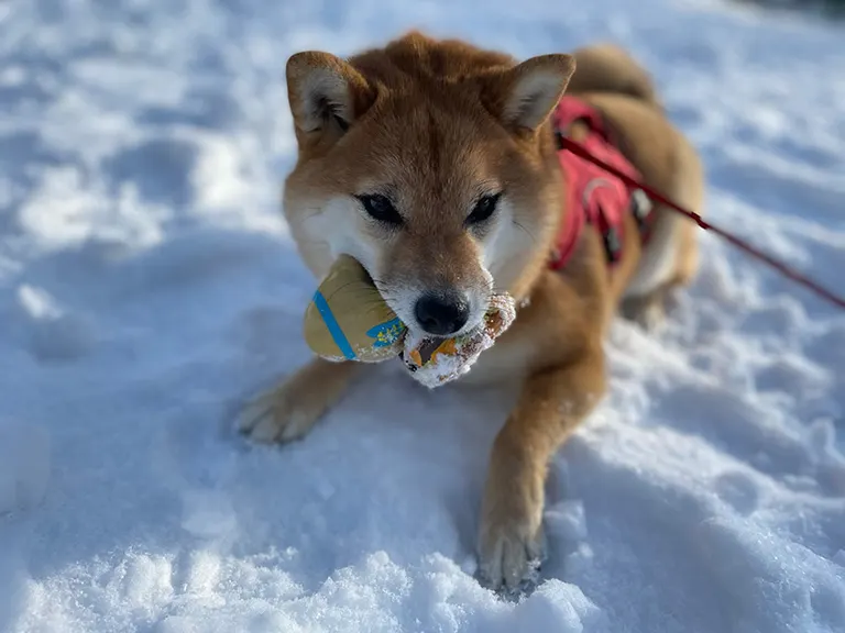 赤柴いちちゃん