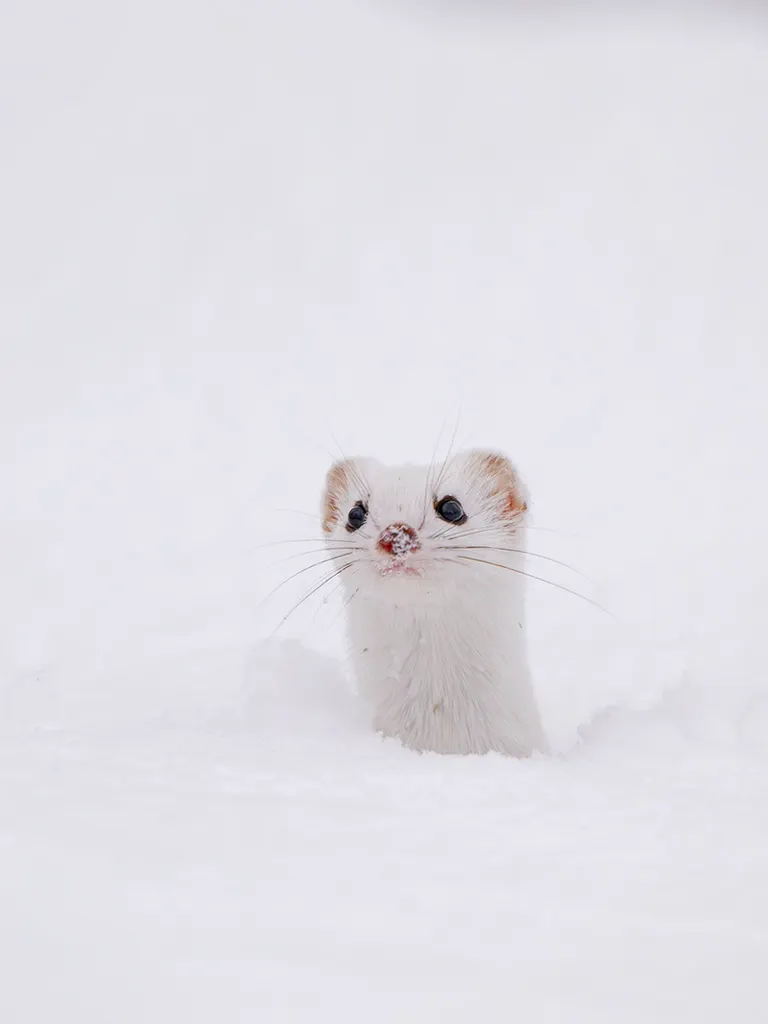 Least weasel