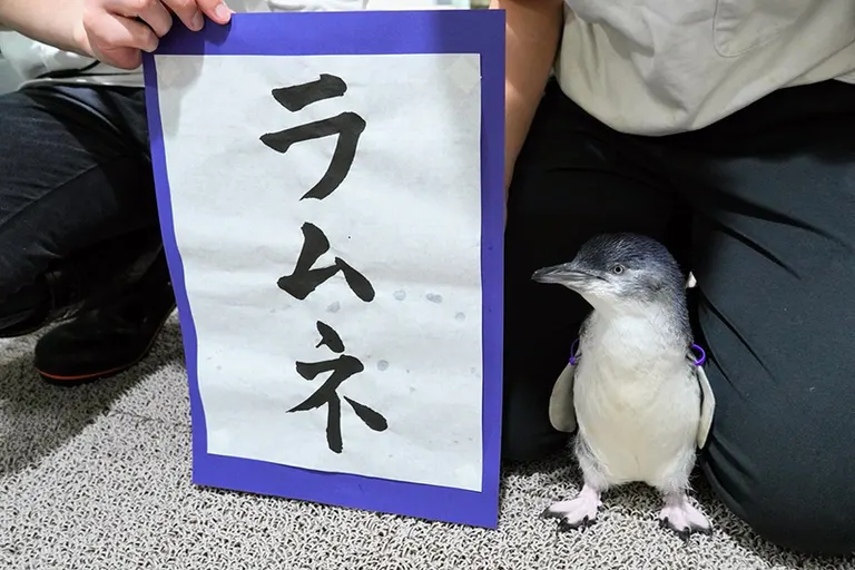 フェアリーペンギンのラムネ