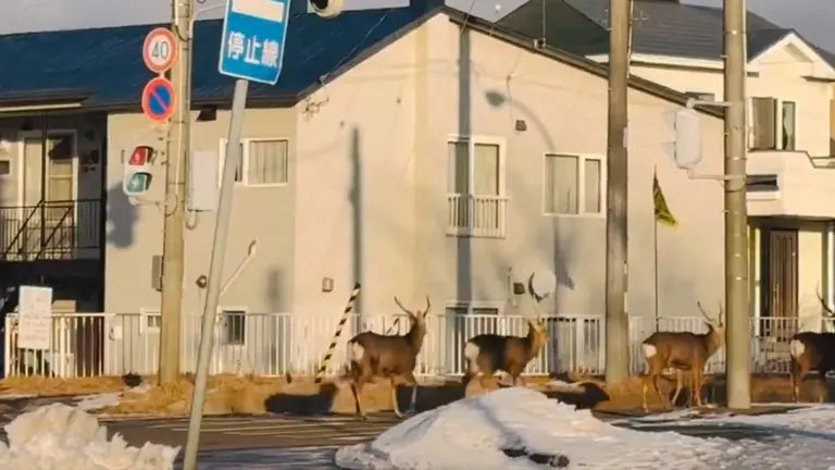 Ezo deer in Hokkaido