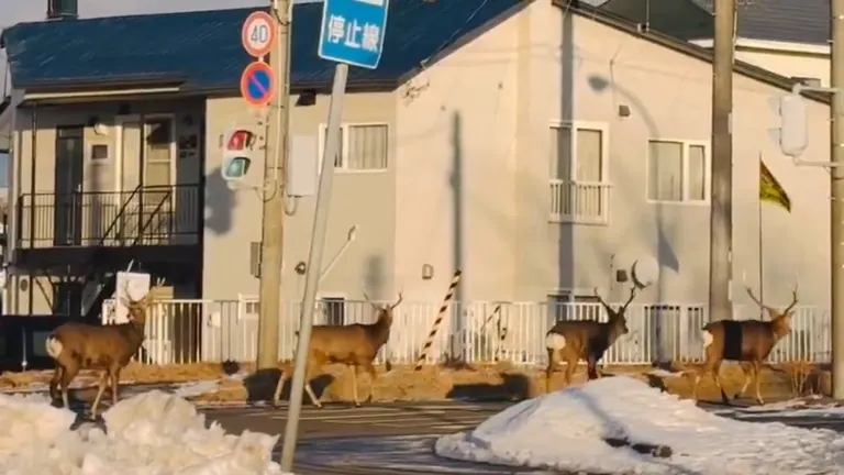 &quot;They&#39;re marching along&quot; A herd of Ezo deer crossing a road in Hokkaido → The leader checks left and right perfectly!? &quot;It&#39;s interesting to see them check so carefully&quot;｜Domingo