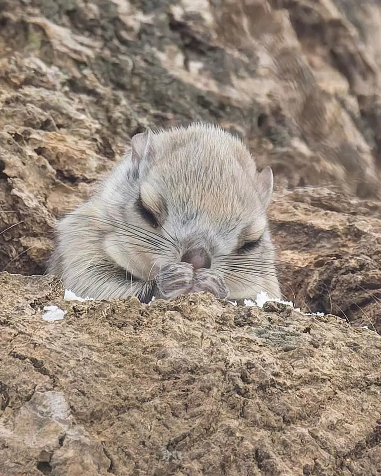 Siberian flying squirrel