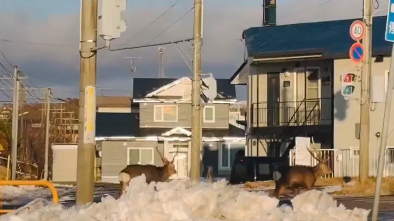 Ezo deer in Hokkaido