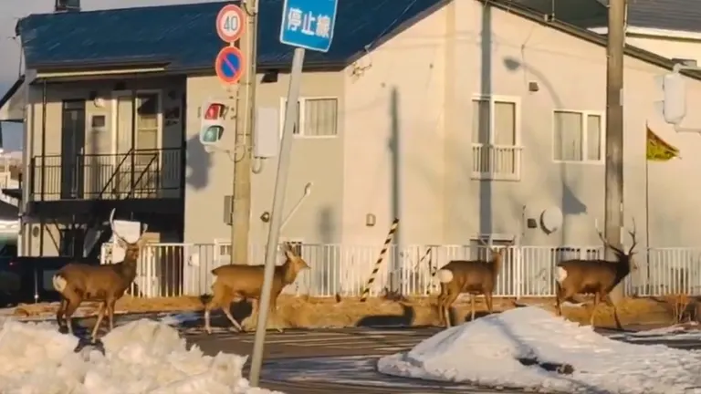 北海道のエゾシカ