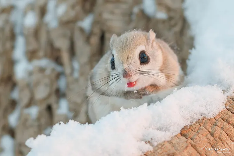 Siberian flying squirrel