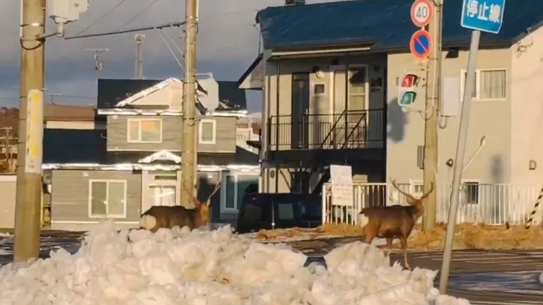 北海道のエゾシカ