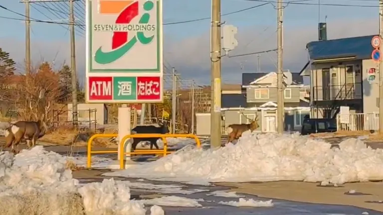 北海道的蝦夷鹿